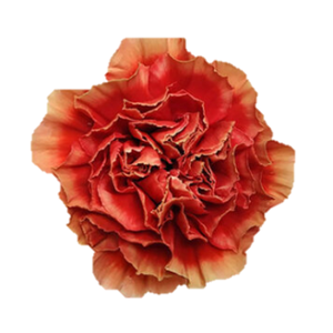 Di St Piet Bicolor 75cm CO