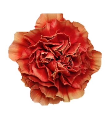 <h4>Di St Piet Bicolor 75cm CO</h4>