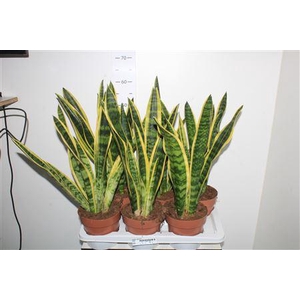 Sansev Laurentii P17