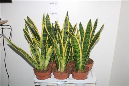 <h4>Sansev Laurentii P17</h4>