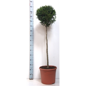 Thuja oc. Brabant, stam 90 cm 12 liter deco