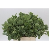 Pittosporum Ilan