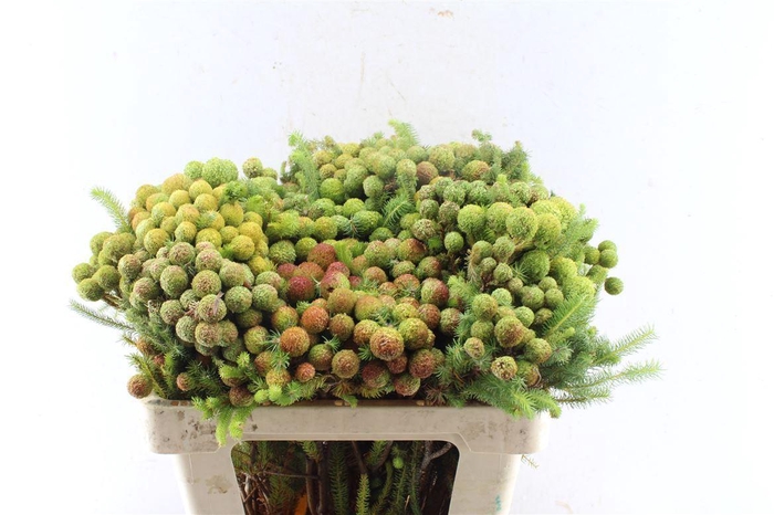 <h4>Kaaps Berz Galpinii Baubles</h4>