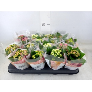 Kalanchoe blos. 'RoyalDon'   ..mix