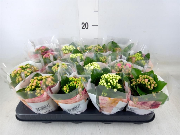 <h4>Kalanchoe blos. 'RoyalDon'   ..mix</h4>
