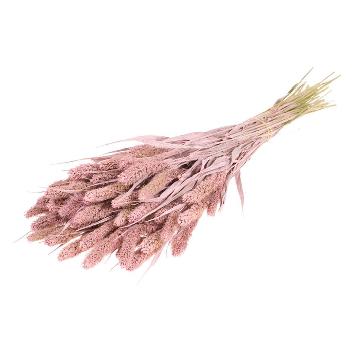 <h4>Setarea Pink Misty</h4>