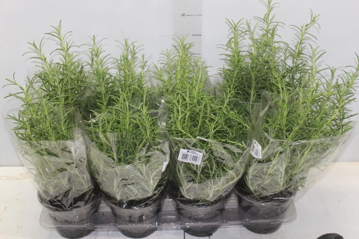 <h4>ALECRIM P15</h4>