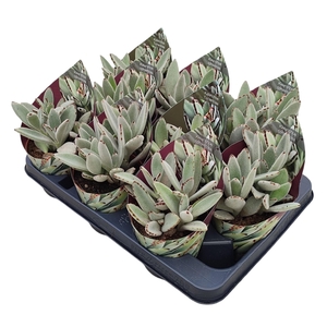 KALANCHOE TOMENTOSA - POT Ø 10,5 WITH POTCOVER (SUCCULENTEN)