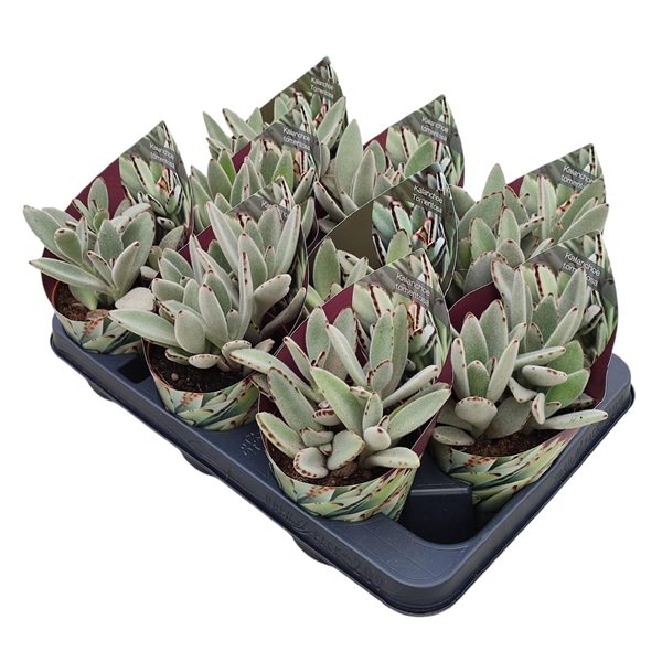 <h4>KALANCHOE TOMENTOSA - POT Ø 10,5 WITH POTCOVER (SUCCULENTEN)</h4>