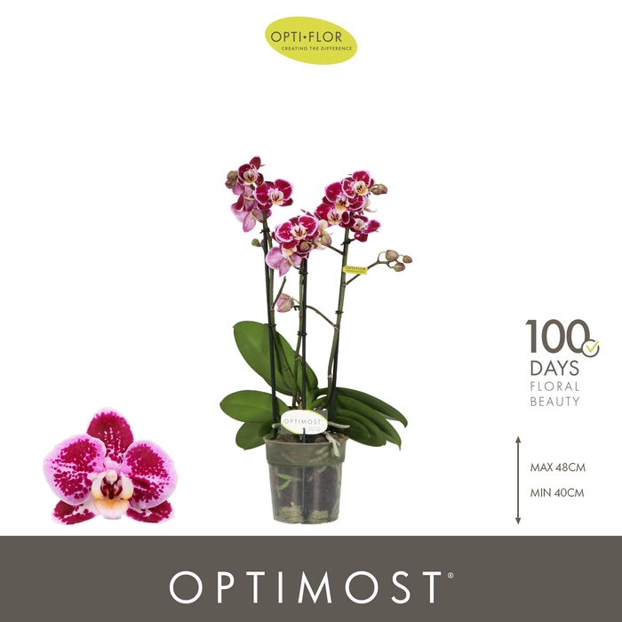 <h4>Optimost Bubbles 3 spike</h4>