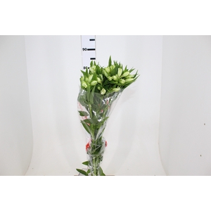 ALSTROEMERIA AVALANGE 080 CM