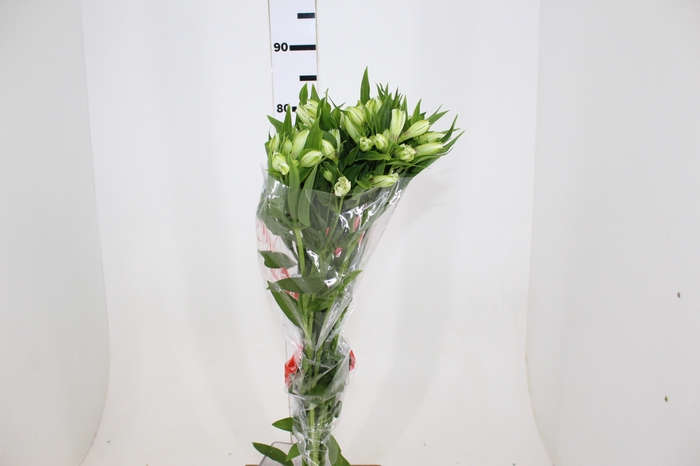 ALSTROEMERIA AVALANGE 080 CM