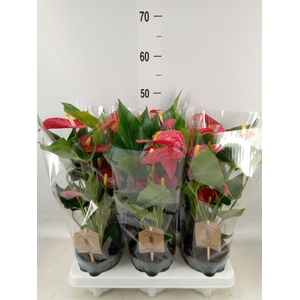 Anthurium andr. 'Esudo'