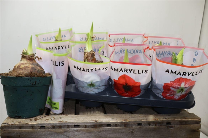 <h4>arr8 Hippeas Gem 3 Srt</h4>