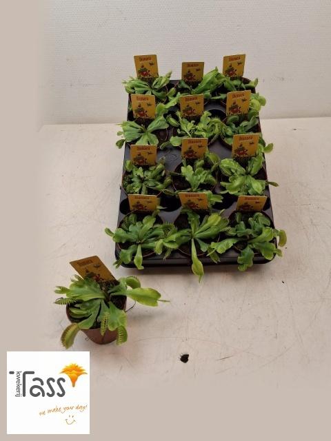 <h4>DIONAEA MUSCIPULA</h4>