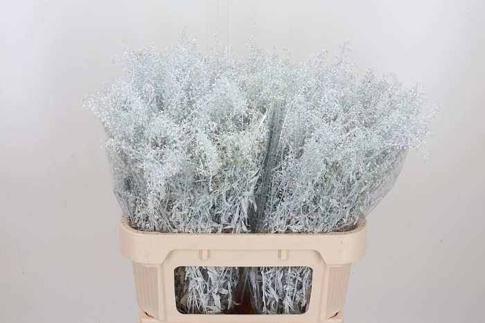 <h4>Lepidium Kl Bh Wit</h4>