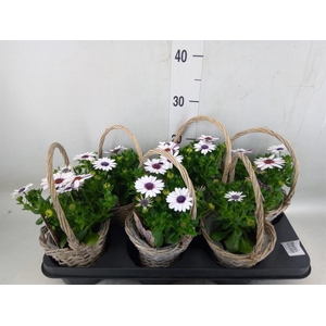 Arr.   Tuinplanten L%