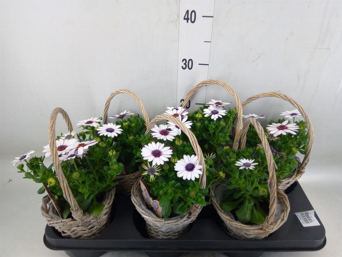 <h4>Arr.   Tuinplanten L%</h4>