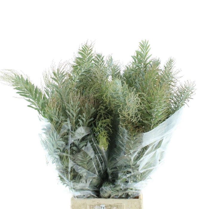 <h4>Mimosa Luna D'argento Gr 200</h4>