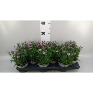 Dianthus  'Pink Kisses'