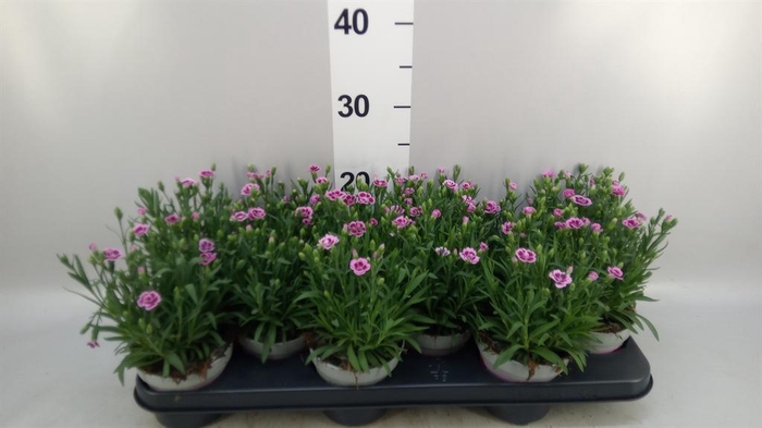<h4>Dianthus  'Pink Kisses'</h4>