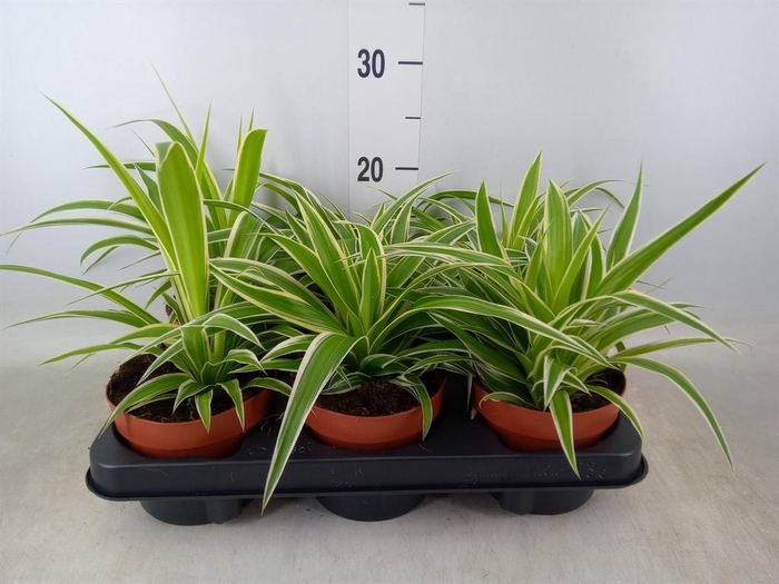 <h4>Chlorophytum com.</h4>