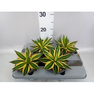 Agave lophantha 'Quadricolor'