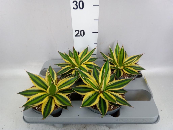 <h4>Agave lophantha 'Quadricolor'</h4>
