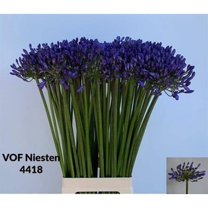 Agapanthus dr brouwer