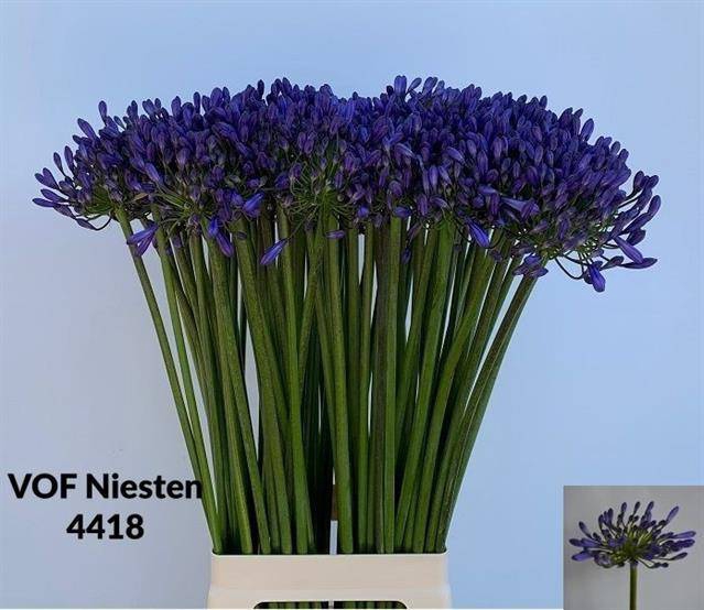 <h4>Agapanthus dr brouwer</h4>