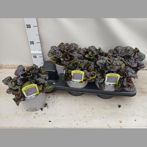 AJUGA REPT