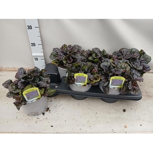 Ajuga Rept