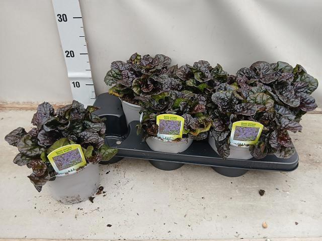 <h4>AJUGA REPT</h4>