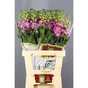 Matthiola Iron Rose Pink