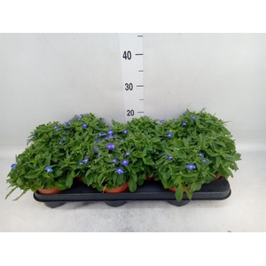 Lobelia  'Curacao Blue'