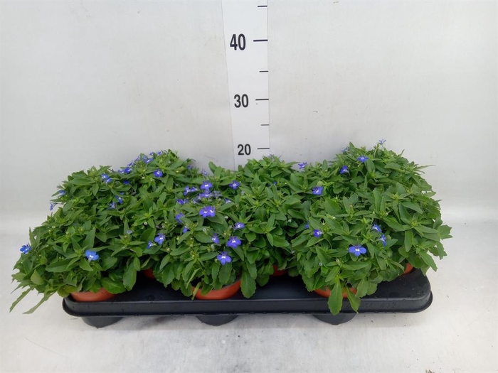 <h4>Lobelia  'Curacao Blue'</h4>