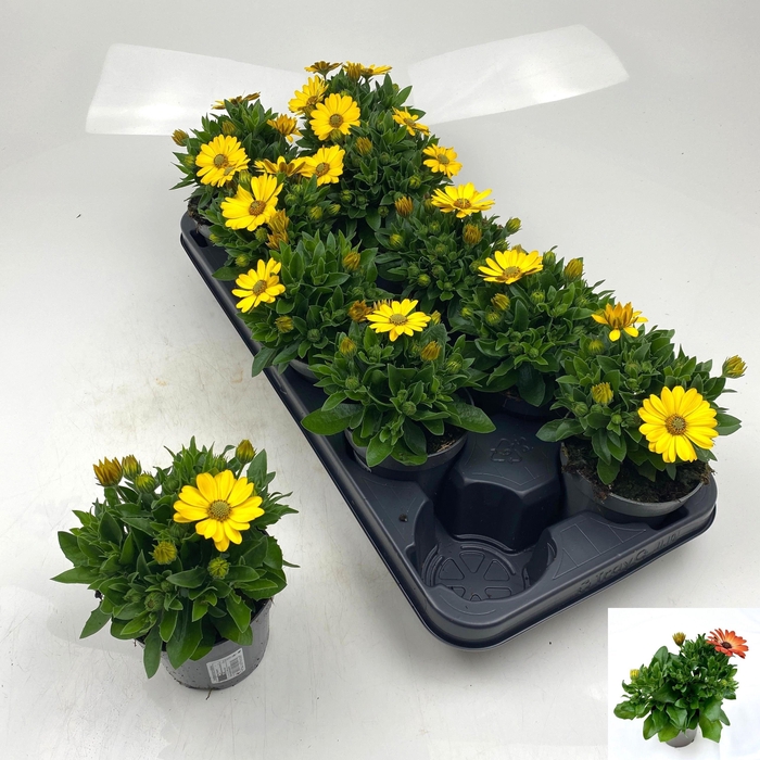 <h4>OSTEO SUNNY CAMBRIA</h4>