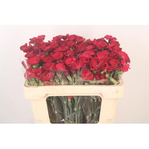 Di Symply Passion Fly