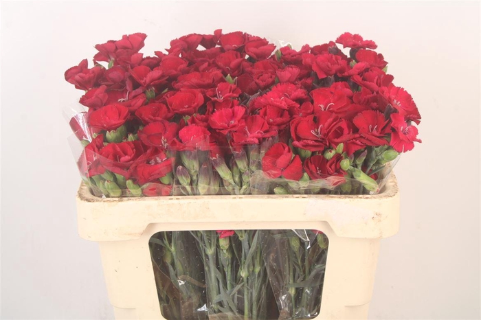 <h4>Di Symply Passion Fly</h4>