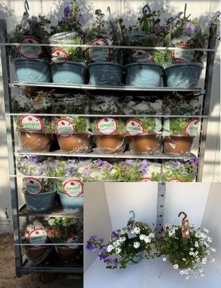 <h4>PERKPL GEM IN POT</h4>