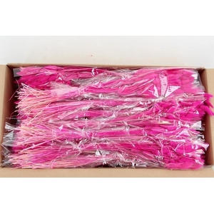 DF Lagurus Bs 50g/70cm Fuchsia