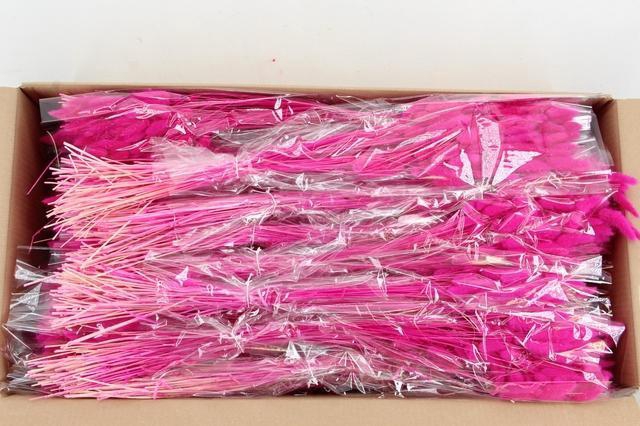 <h4>DF Lagurus Bs 50g/70cm Fuchia</h4>