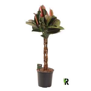 Ficus elastica Burgundy gevlochten stam