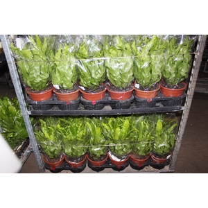 ASPLENIUM OSAKA LISO P19