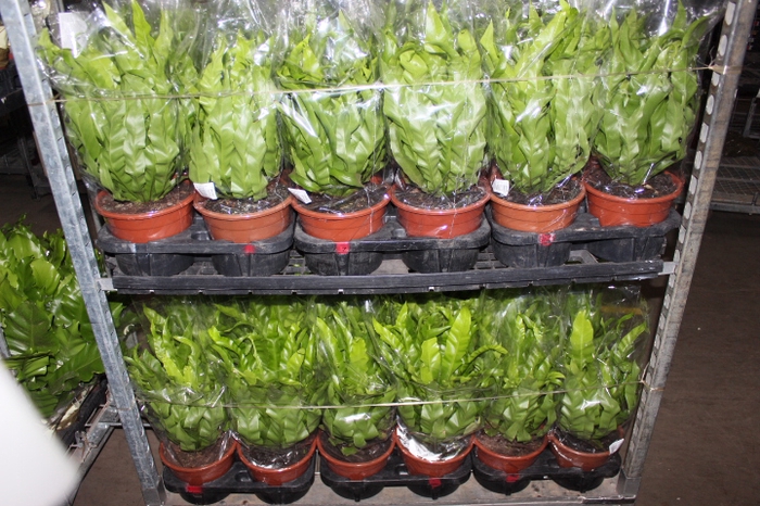 ASPLENIUM OSAKA LISO P19