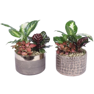 Yearround Arr. Indoor Ceramic Pure Luxury N568 Ø17cm 3PP