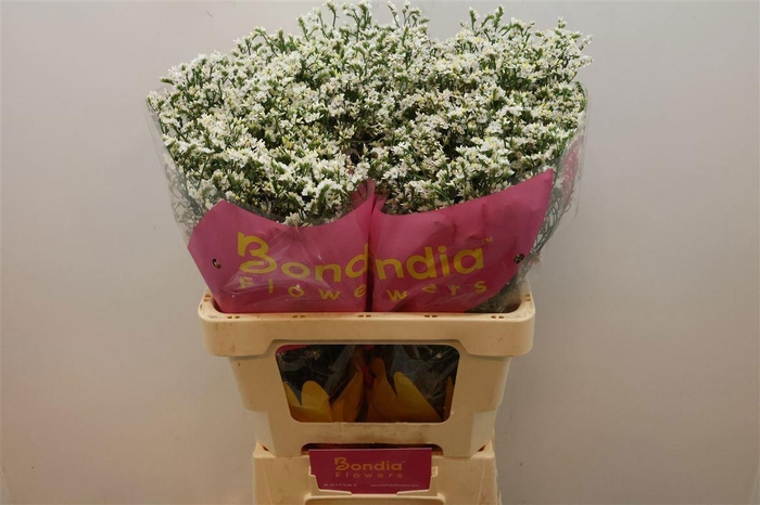 <h4>LIM SIN CHINA WHITE</h4>