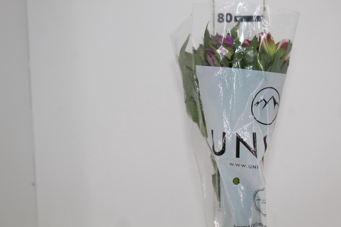 <h4>ALST. MISTA 080 CM</h4>