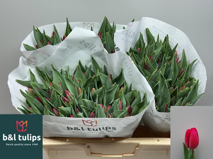 <h4>TU EN RED PENSION</h4>