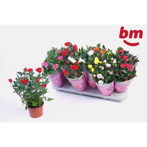 Rosa Beau Monde gemengd